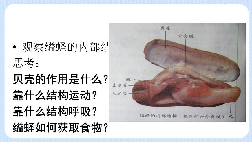 1.3《軟體動(dòng)物和節(jié)肢動(dòng)物》課件第6頁(yè)
