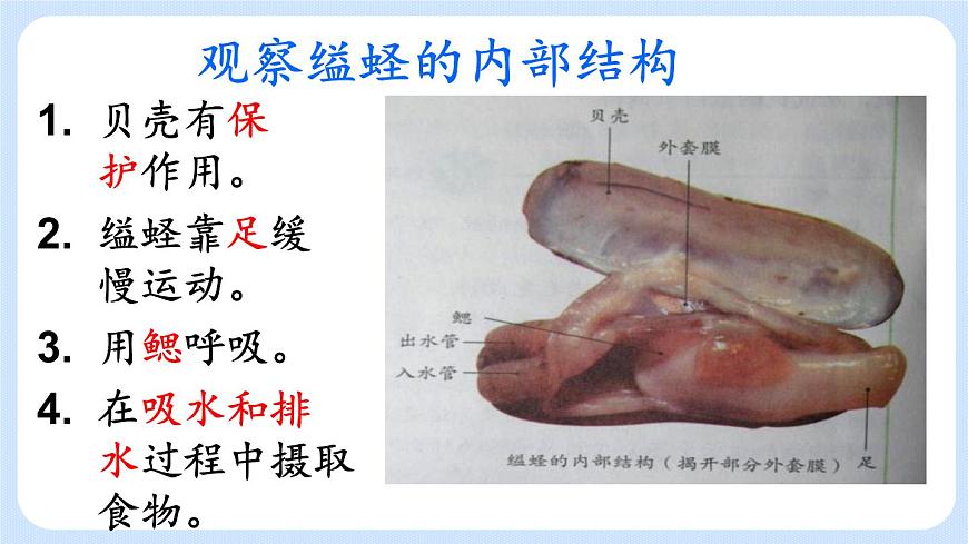 1.3《軟體動(dòng)物和節(jié)肢動(dòng)物》課件第7頁(yè)