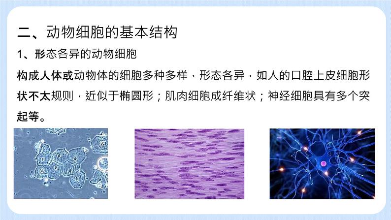 2.1.3 观察动物细胞 课件+教案06