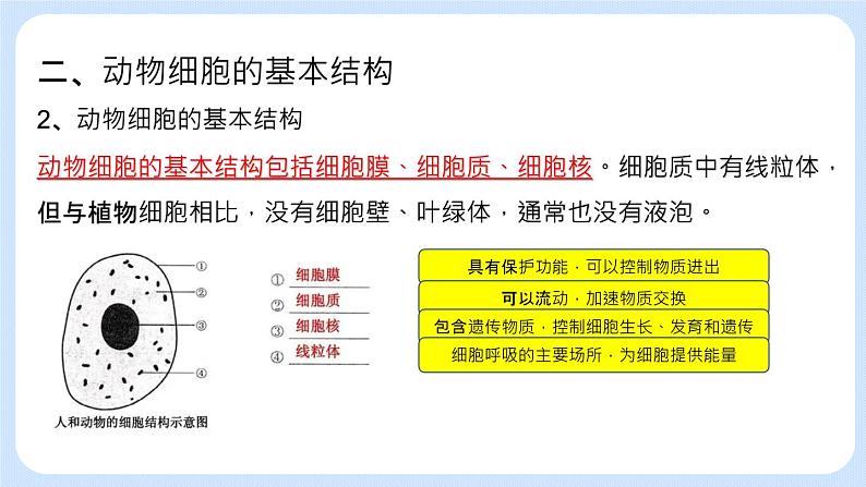 2.1.3 观察动物细胞 课件+教案07