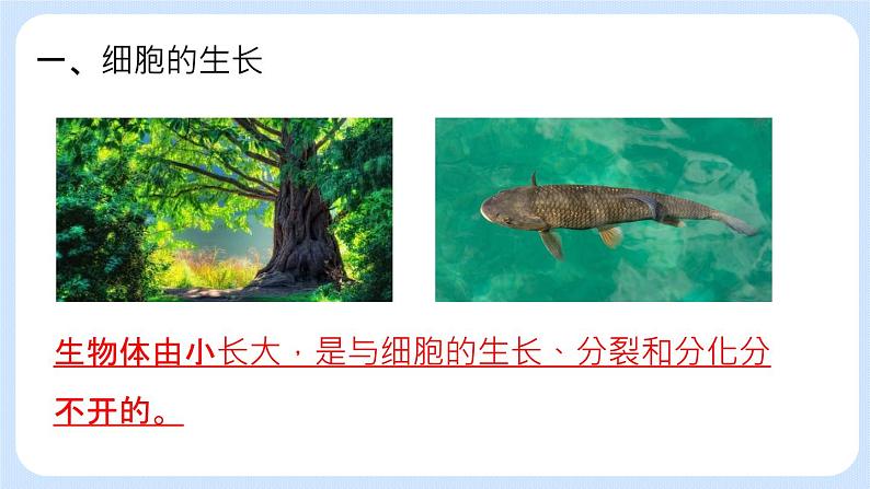 2.3.1 细胞的分裂 课件+教案04