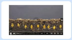 生物六年级上册第三节 植物体的结构层次优秀课件ppt