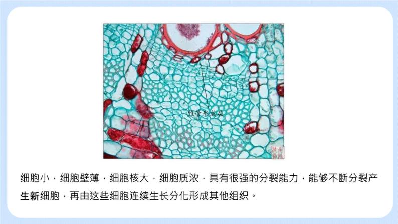 2.3.3 植物体的结构层次 课件+教案08