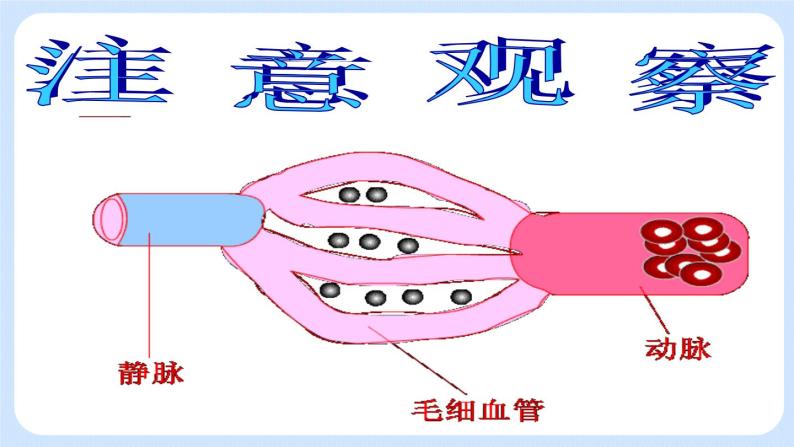 4.4.2《物质运输的管道》课件07