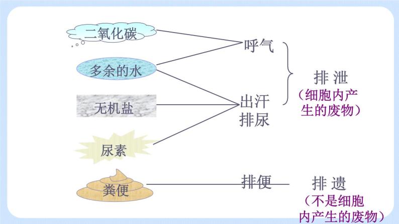 4.5.1《尿的形成和排出》 (2)课件05