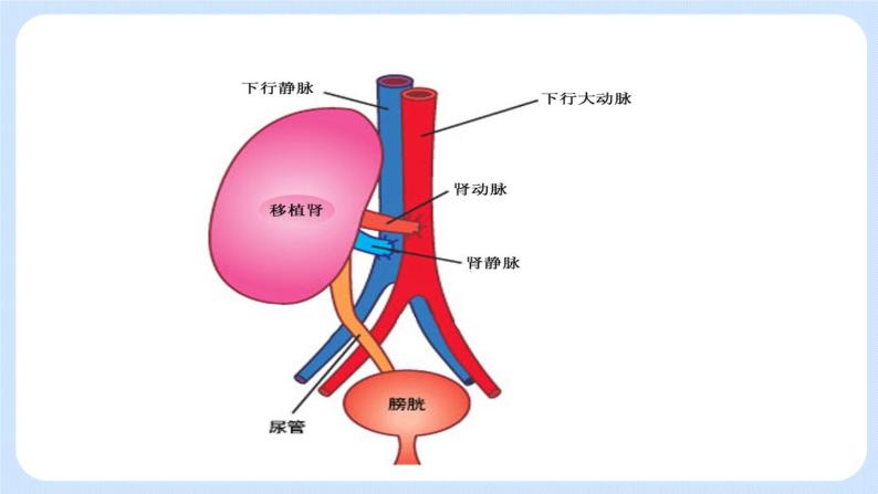 4.5.1《尿的形成和排出》(3)课件03