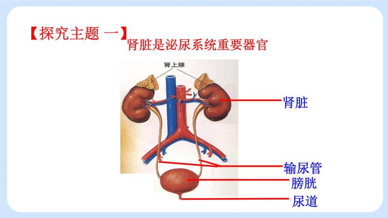 4.5.1《尿的形成和排出》(3)课件05