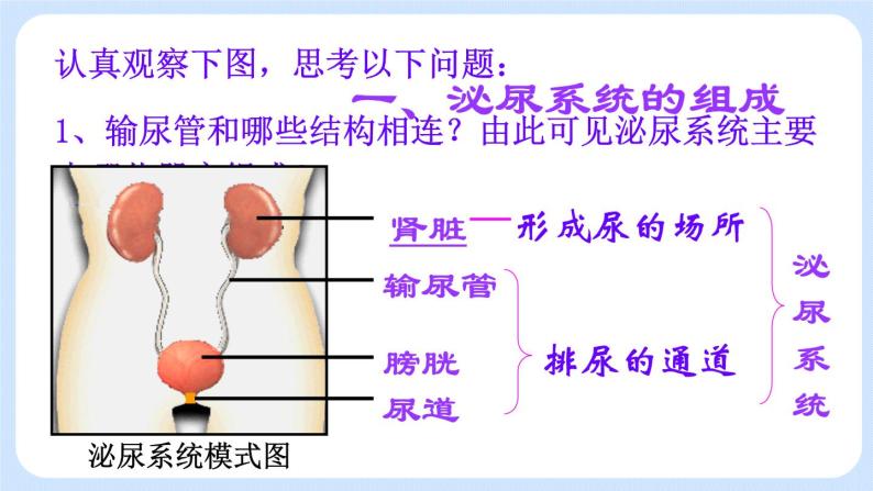 4.5.1《尿的形成和排出》课件05