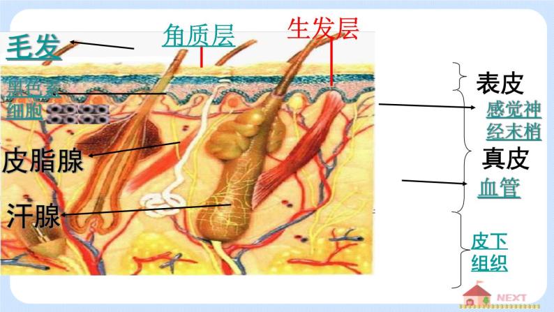 4.5.2《汗液的形成和排出》课件05