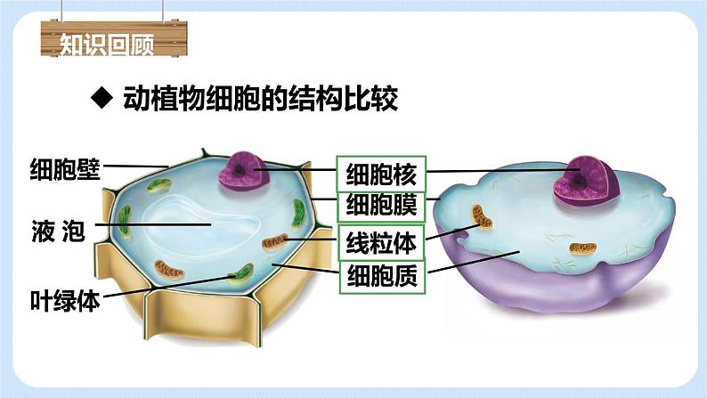 2.1.4细胞的生活 课件第1页