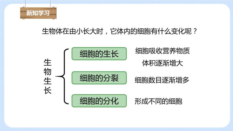 2.2.1细胞通过分裂产生新细胞 课件04