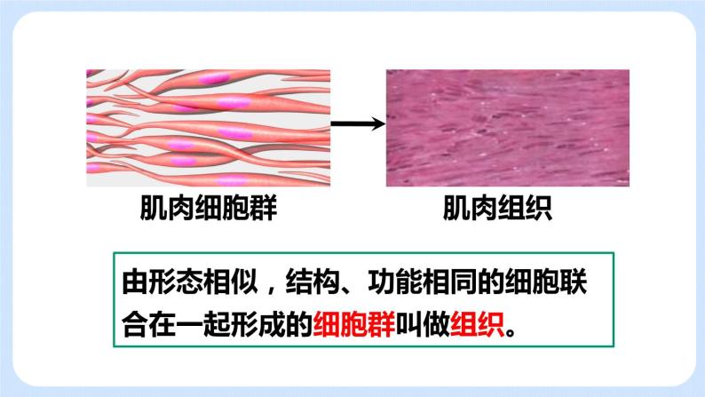 2.2.2动物体的结构层次 课件05