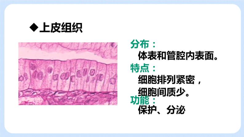 2.2.2动物体的结构层次 课件08