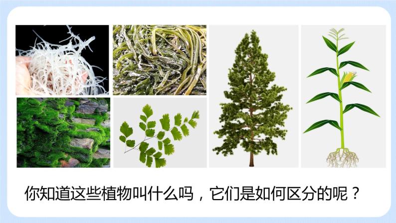 3.1.1藻类、苔藓和蕨类植物 课件02