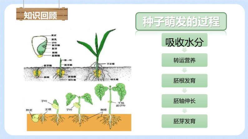 3.2.2植株的生长 课件+素材01