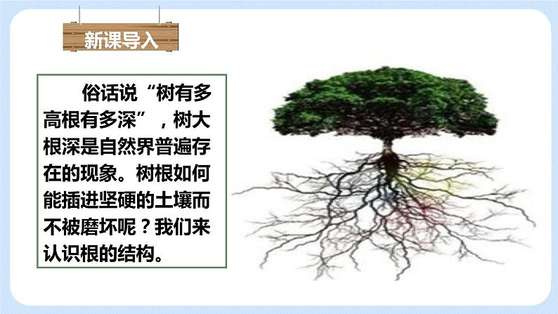 3.2.2植株的生长 课件+素材05