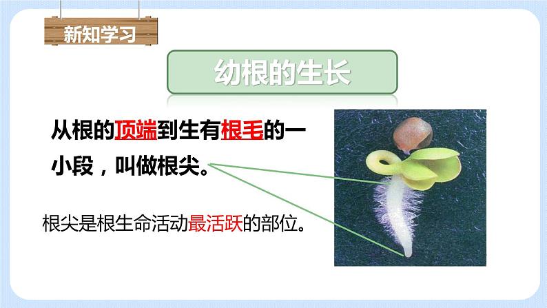3.2.2植株的生长 课件+素材06