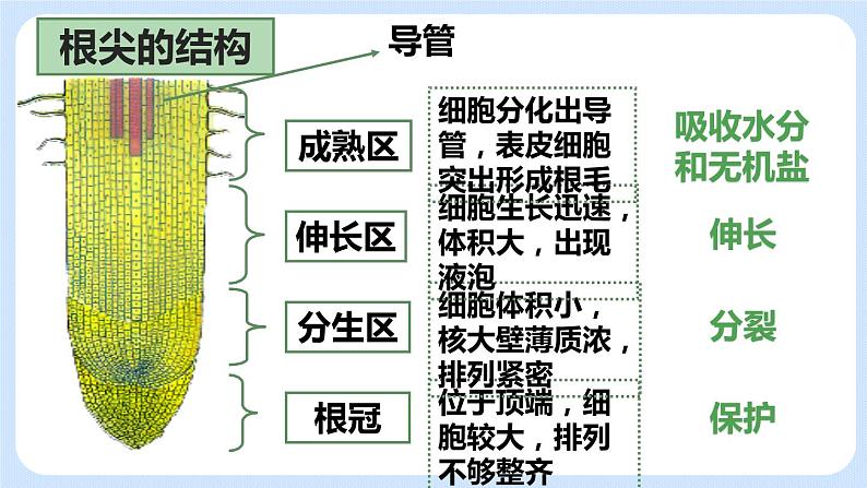 3.2.2植株的生长 课件+素材07