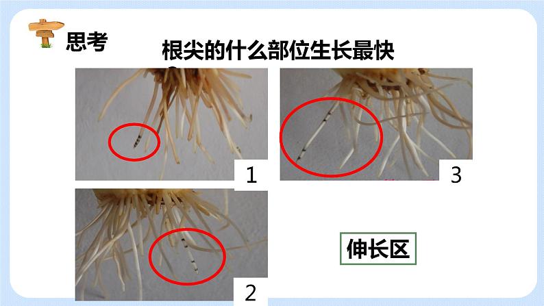 3.2.2植株的生长 课件+素材08