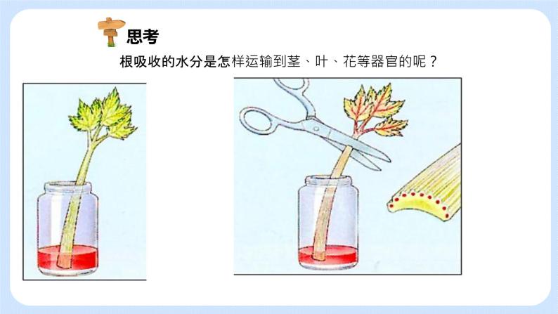 3.3绿色植物与生物圈的水循环 课件05