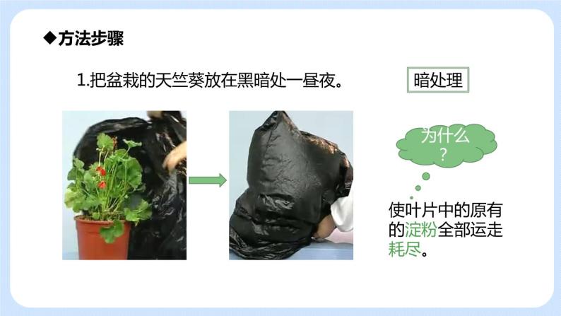 3.4绿色植物是生物圈中有机物的制造者 课件05