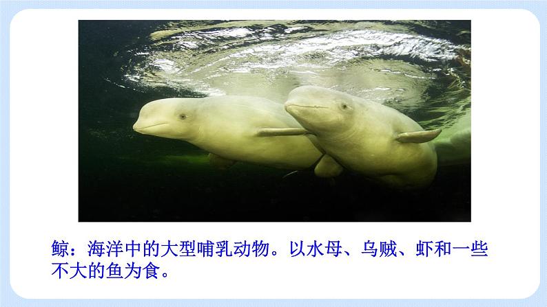 5.1.7 哺乳动物 课件第6页