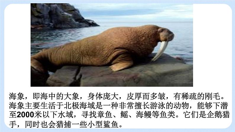 5.1.7 哺乳动物 课件第7页