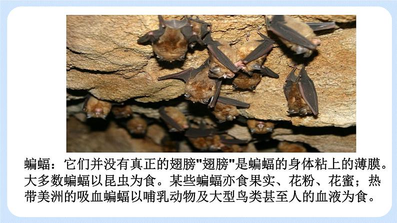 5.1.7 哺乳动物 课件第8页