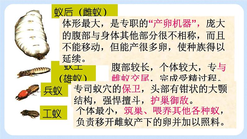 5.2.3 社会行为 课件05