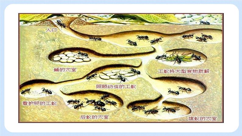 5.2.3 社会行为 课件06