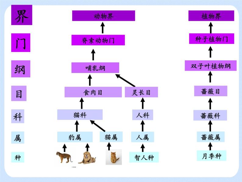 4.4 《生物的分类——分类的阶元 》课件07