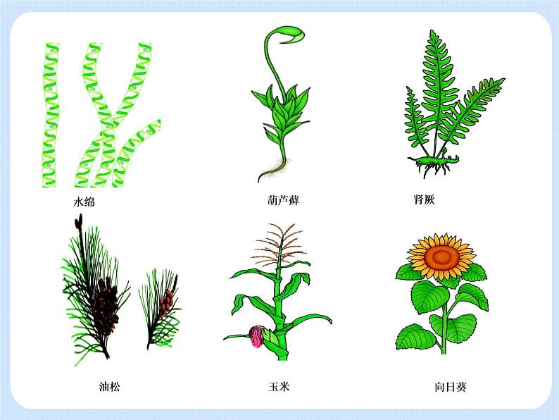 4.4《 生物的分类——分类检索表》 课件第6页