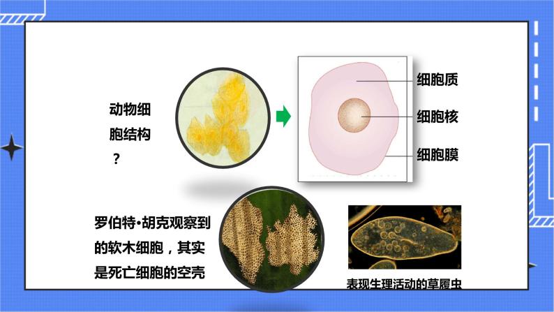 济南版生物七上 2.1《细胞的结构和功能》第3课时  课件+教案+练习03