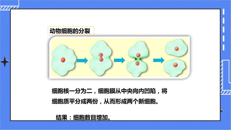 济南版生物七上2.2 《细胞的分裂与分化》   课件+教案+练习05