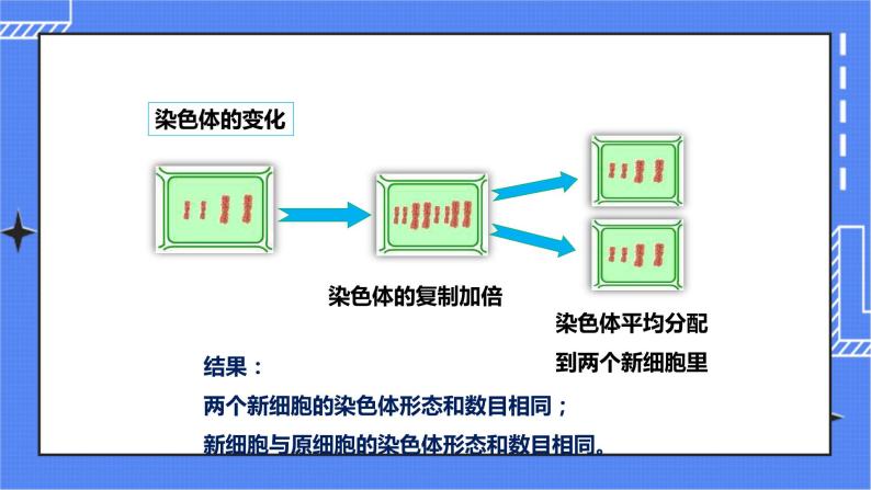 济南版生物七上2.2 《细胞的分裂与分化》   课件+教案+练习08