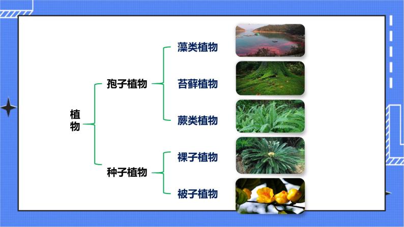 济南版生物七上 1.1 《绿色植物的主要类群》第1课时  教案+教案+练习03