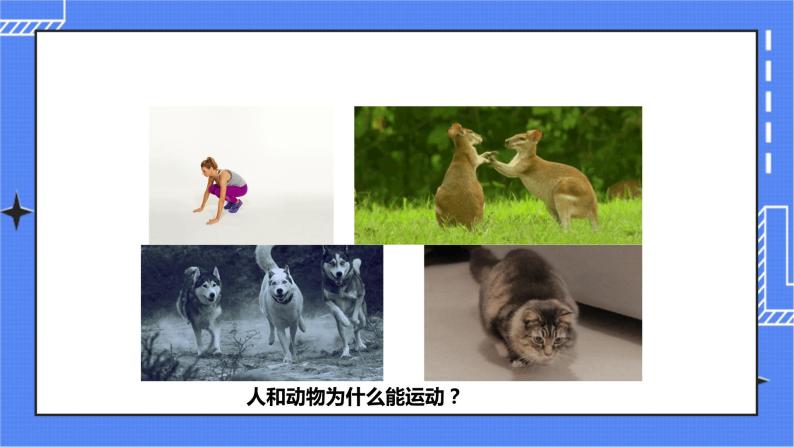 济南版生物七上 2.3 《动物的运动》   课件+教案+练习+视频02