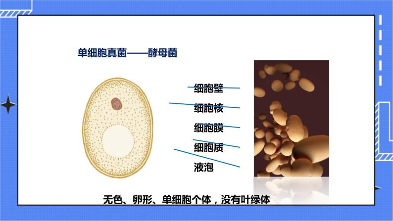 济南版生物七上 3.3 《真菌》  课件+教案+练习+视频06