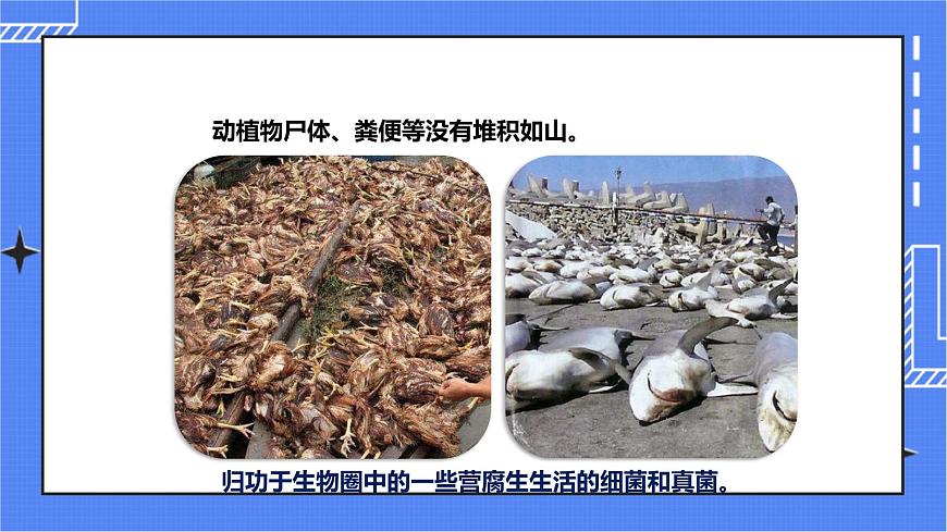 第二單元第三章第四節(jié) 《微生物在生物圈中的作用》(課件)第5頁