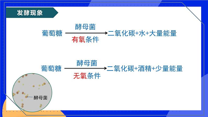 5.4.5《人类对细菌和真菌的利用》课件+教案+习题08