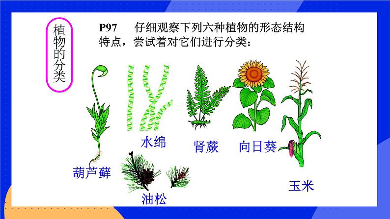 6.1.1《尝试对生物进行分类》课件第5页