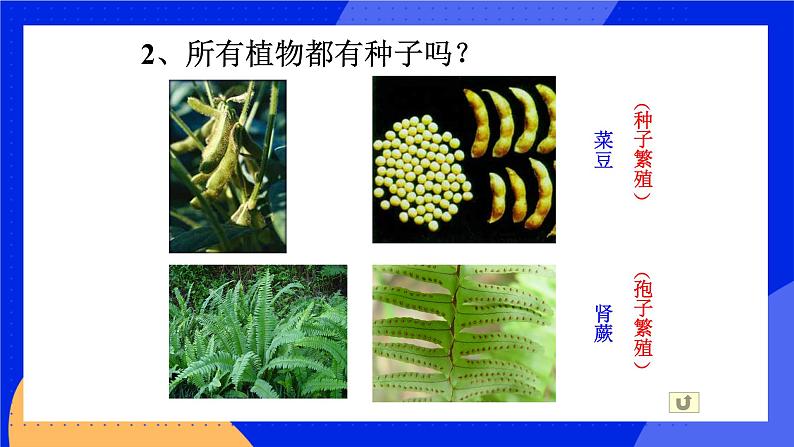 6.1.1《尝试对生物进行分类》课件第8页