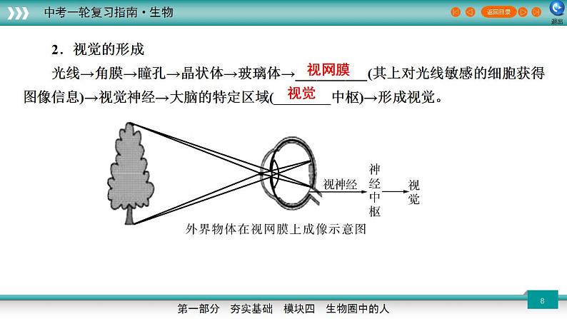 备战2023年中考生物一轮复习精讲 专题15 人体生命活动的调节、人类活动对生物圈的影响-【复习指南】课件PPT第8页