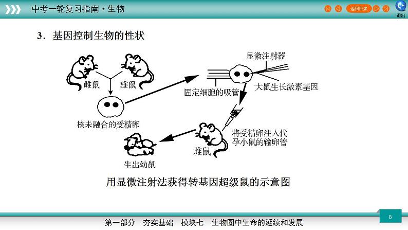 备战2023年中考生物一轮复习精讲 专题21 生物的遗传与变异-【复习指南】课件PPT第8页