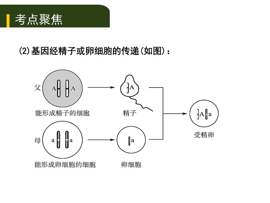 初中生物中考復習 七、（三）生物的遺傳和變異課件PPT第3頁