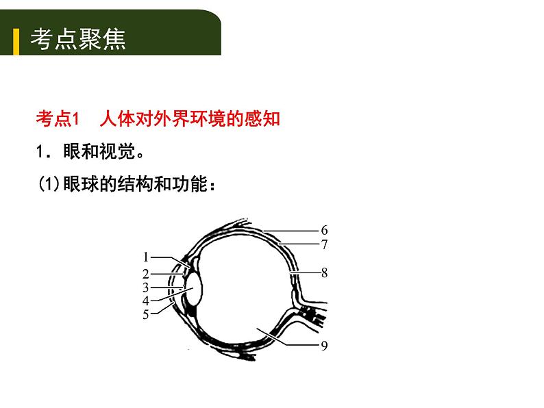 初中生物中考复习 五、(四)人体通过神经系统和内分泌系统调节生命活动课件PPT01