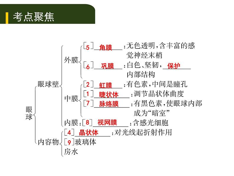 初中生物中考复习 五、(四)人体通过神经系统和内分泌系统调节生命活动课件PPT02