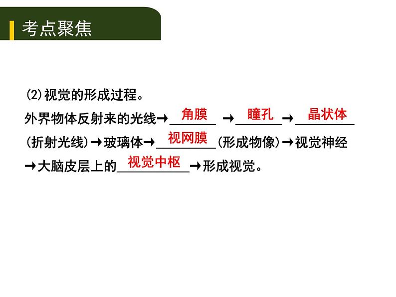 初中生物中考复习 五、(四)人体通过神经系统和内分泌系统调节生命活动课件PPT03