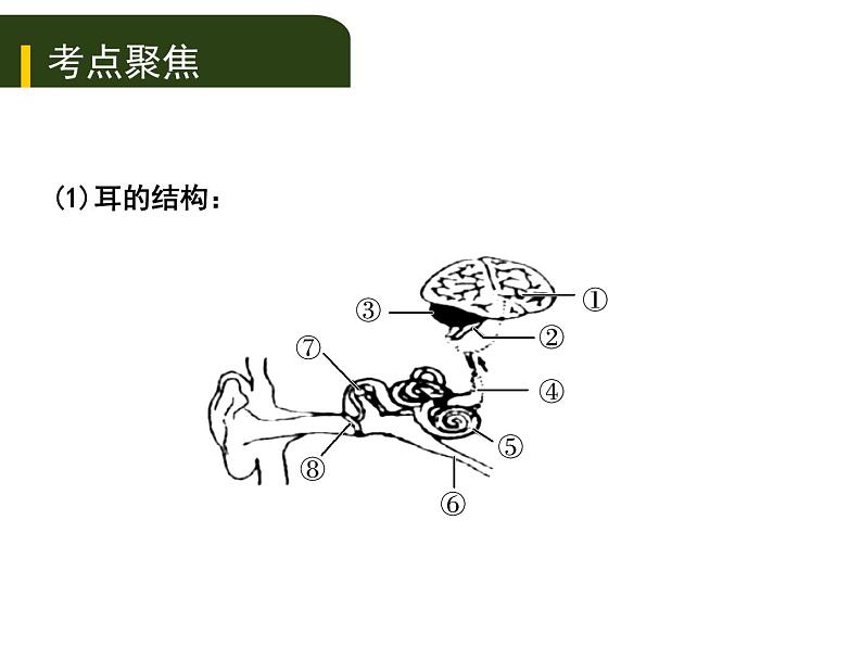 初中生物中考复习 五、(四)人体通过神经系统和内分泌系统调节生命活动课件PPT04