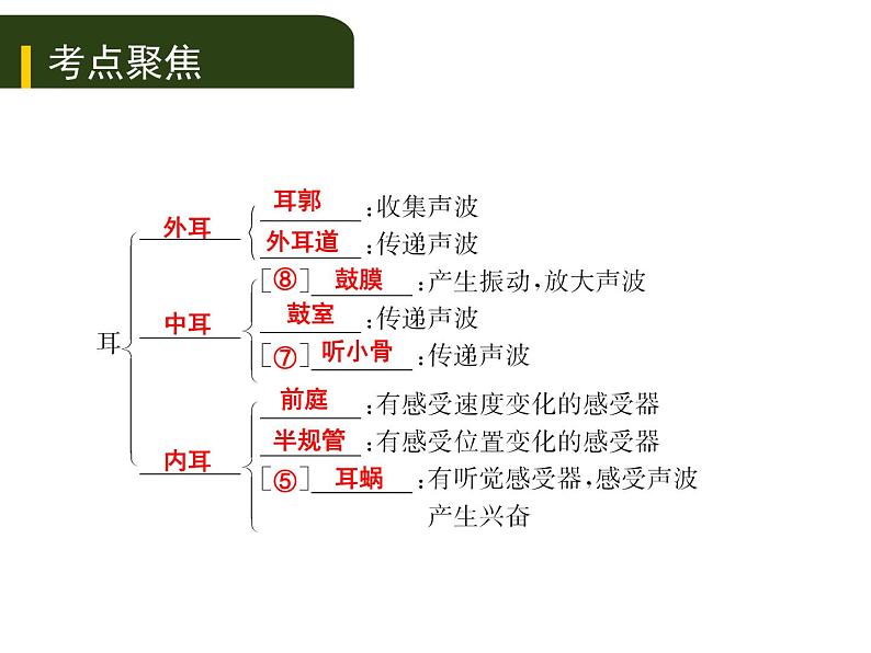 初中生物中考复习 五、(四)人体通过神经系统和内分泌系统调节生命活动课件PPT05